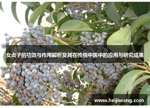 女贞子的功效与作用解析及其在传统中医中的应用与研究成果